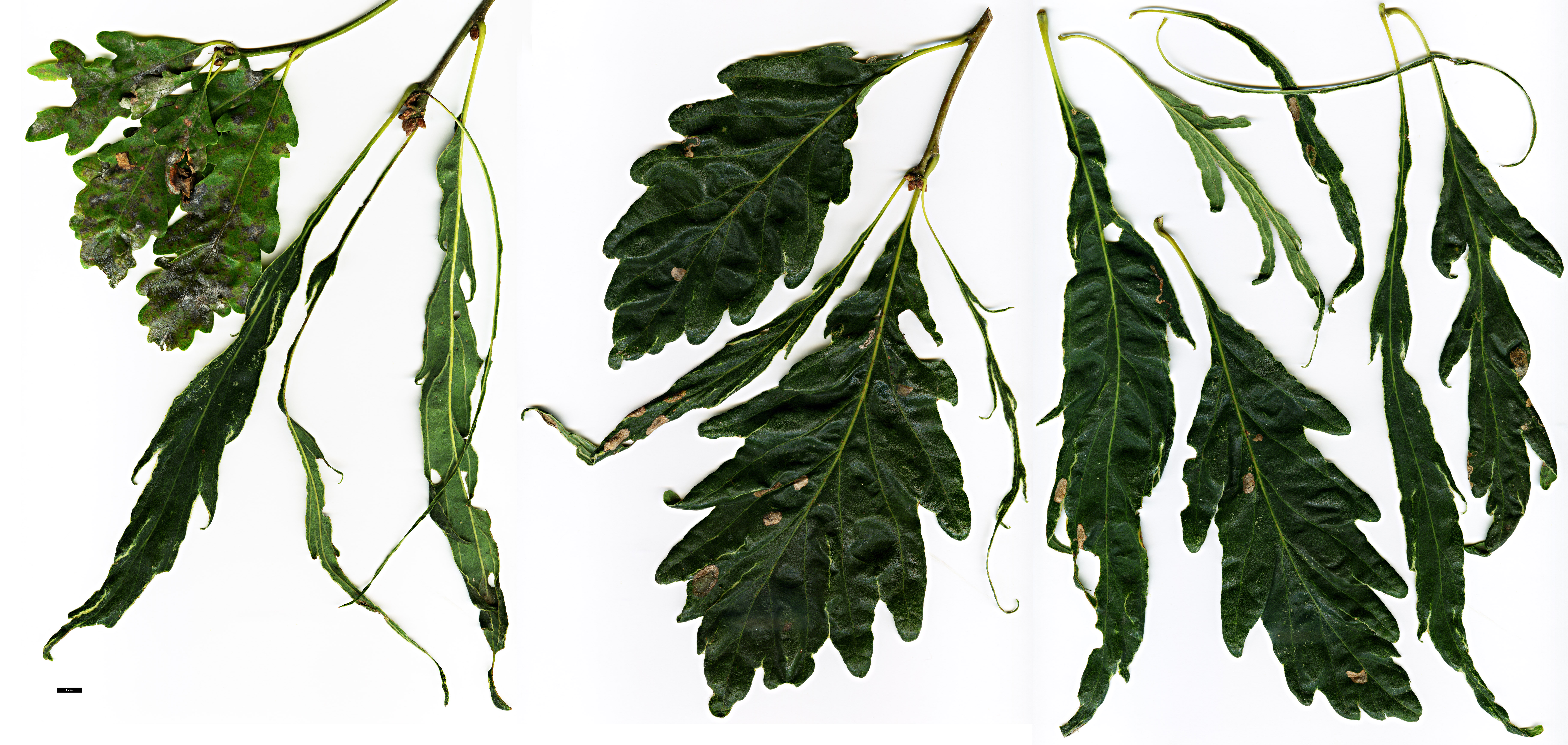 High resolution image: Family: Fagaceae - Genus: Quercus - Taxon: petraea - SpeciesSub: 'Laciniata Crispa'